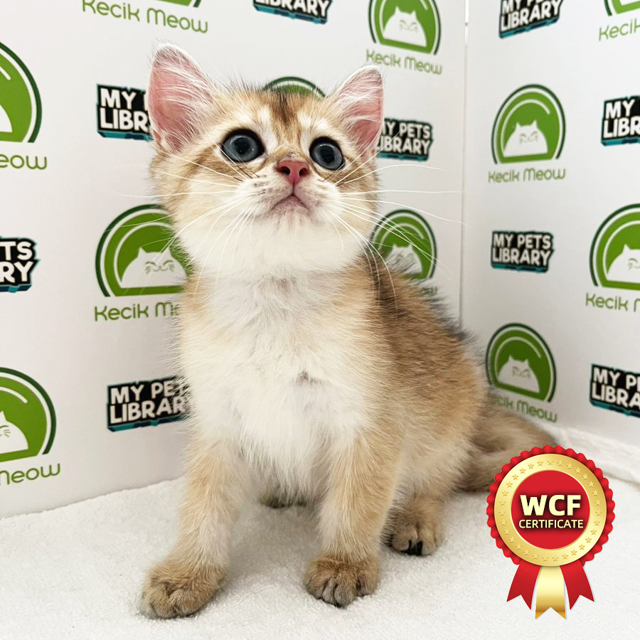 WCF British Shorthair Kitten (Male) For Sale