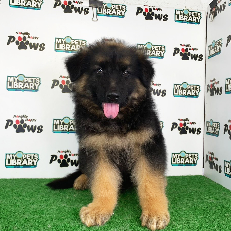 German Shepherd Puppy (Male) For Sale