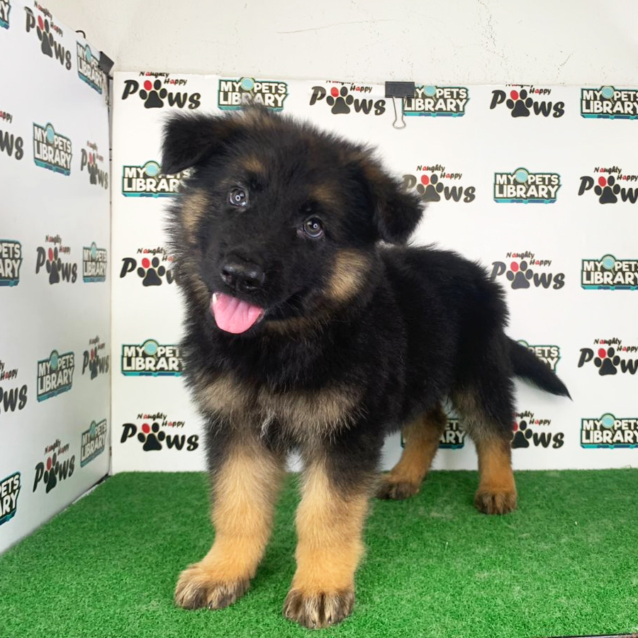 German Shepherd Puppy (Male) For Sale
