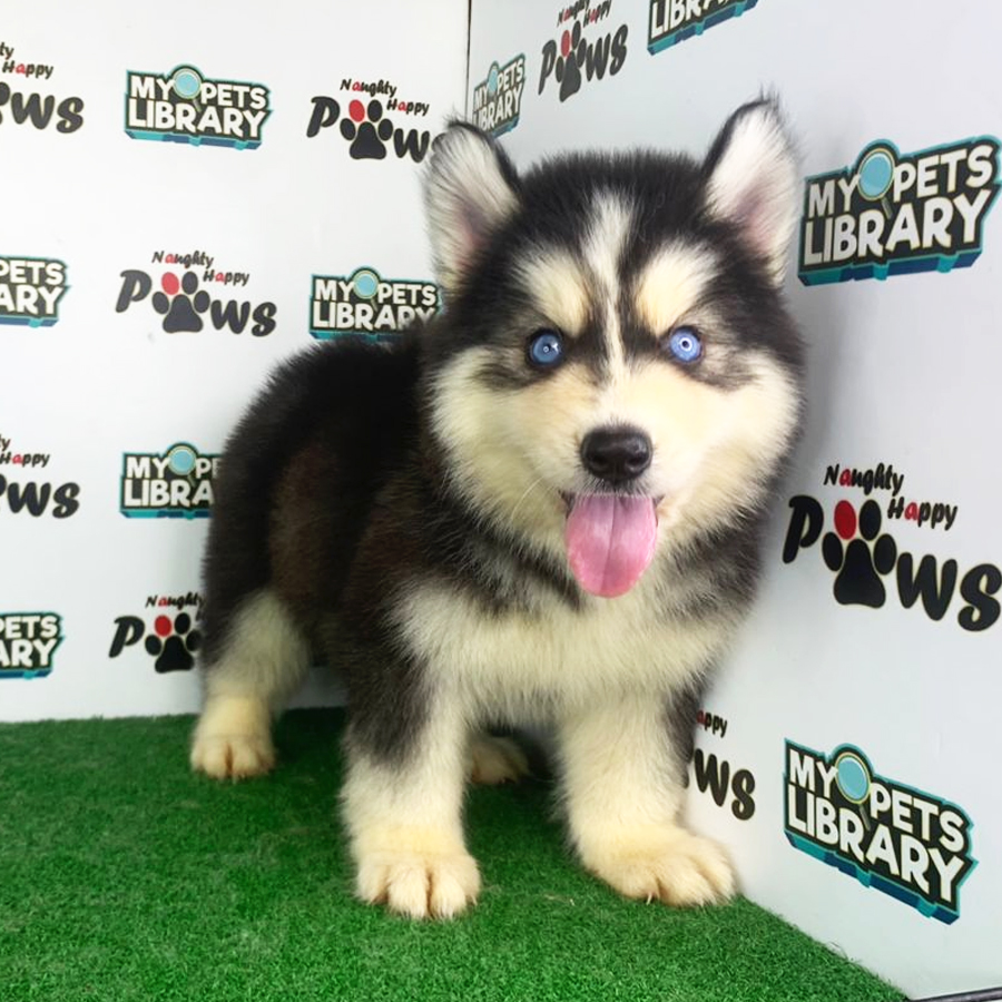 Wooly Husky Puppy (Female) For Sale