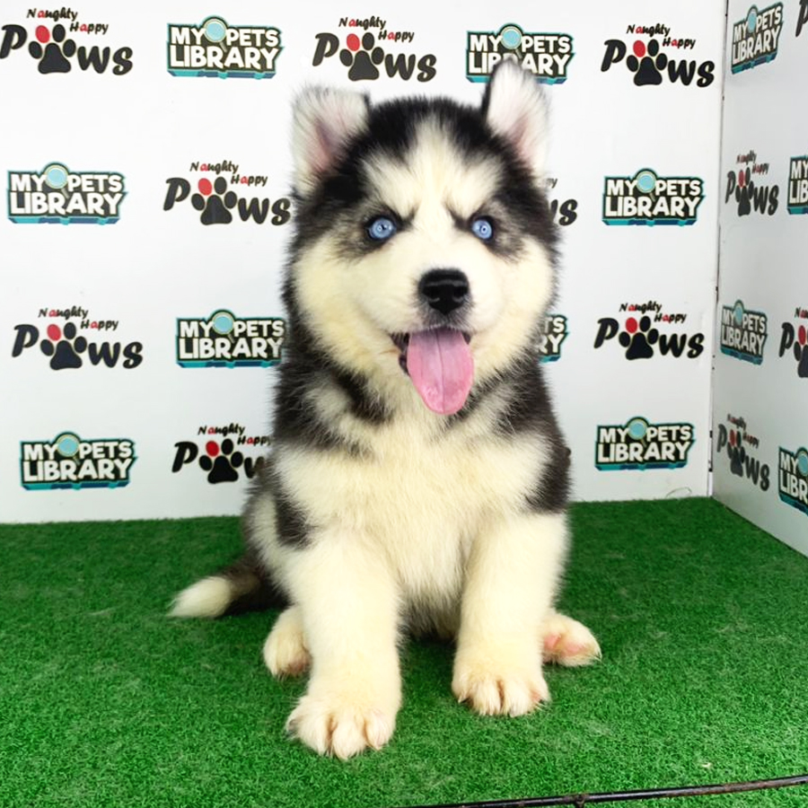 Wooly Husky Puppy (Female) For Sale