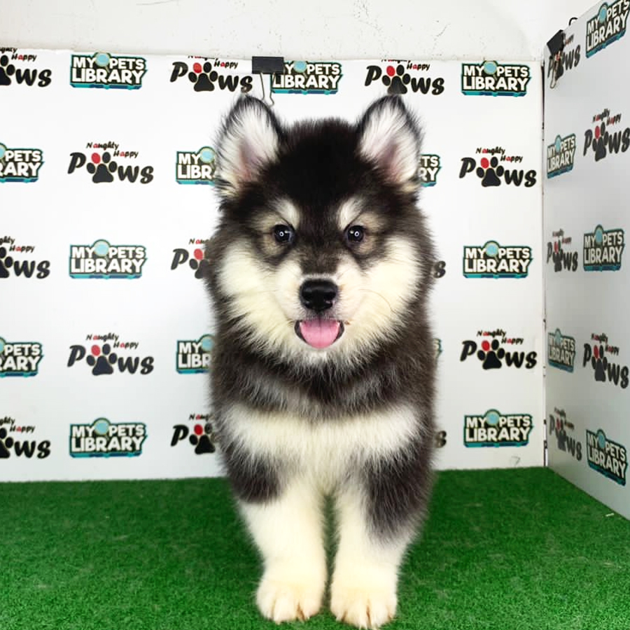 Wooly Husky Puppy (Male) For Sale