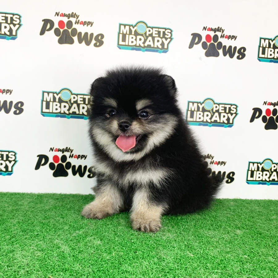 Pomeranian Puppy (Female) For Sale