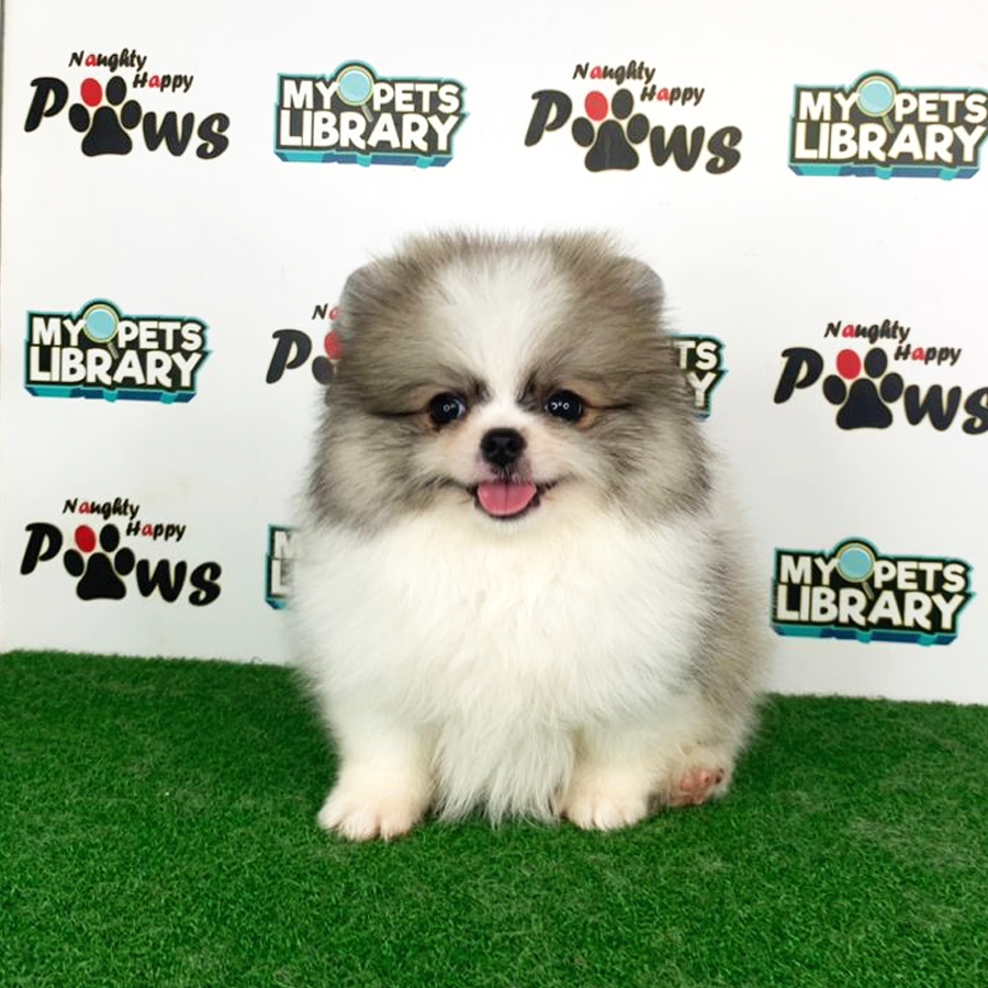 Pomeranian Puppy (Female) For Sale