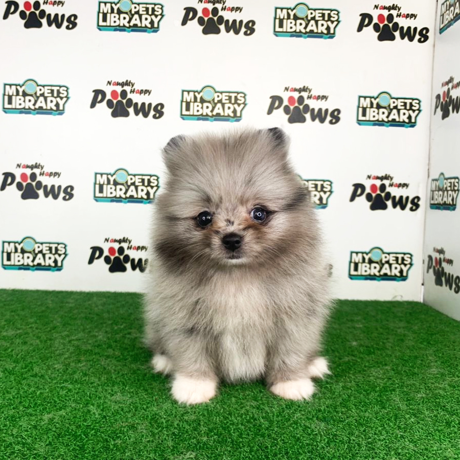 Pomeranian Puppy (Female) For Sale