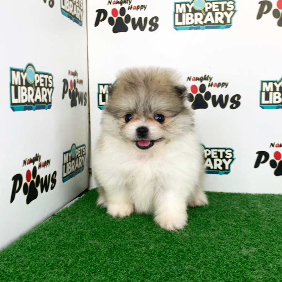Pomeranian Puppy (Female) For Sale