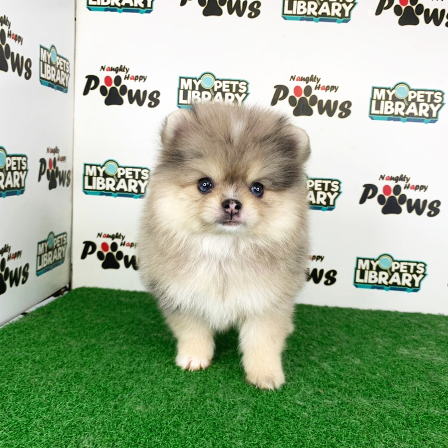 Pomeranian Puppy (Male) For Sale