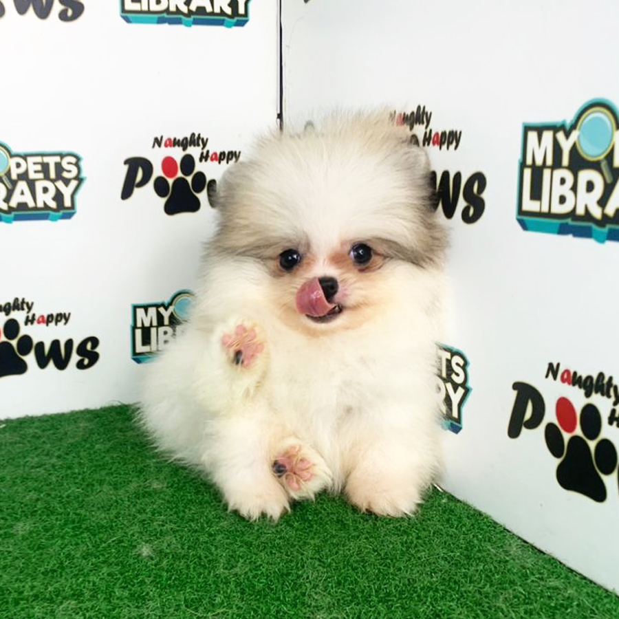 Pomeranian Puppy (Male) For Sale