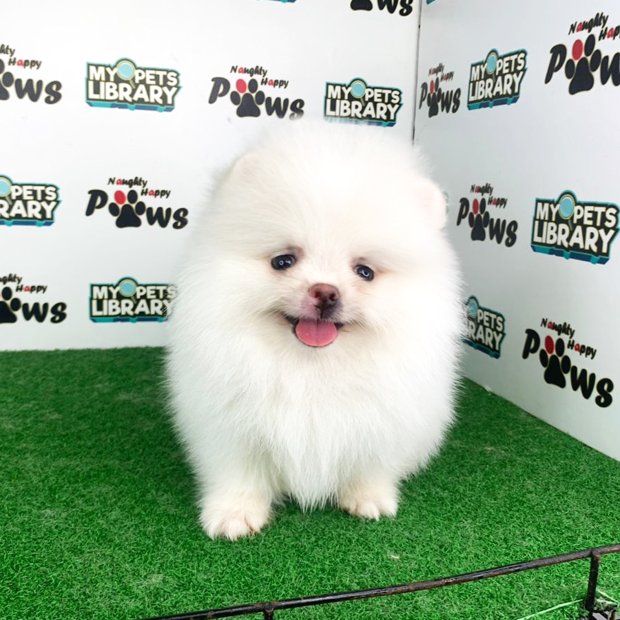 Pomeranian Puppy (Male) For Sale