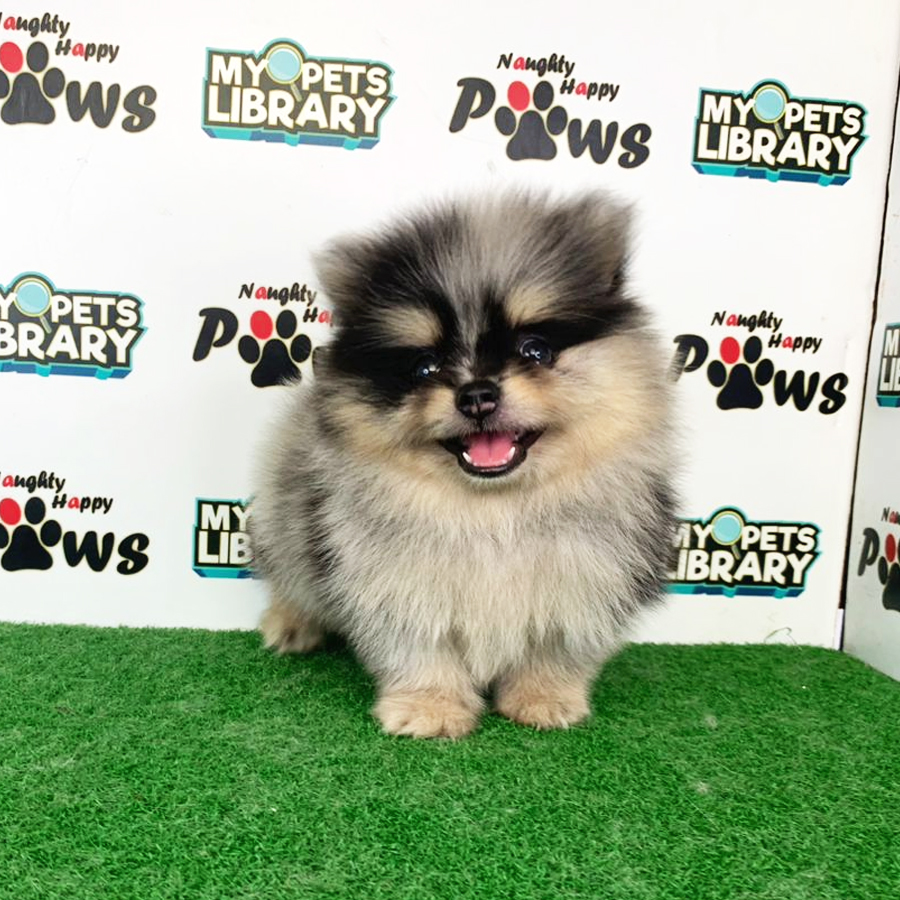 Pomeranian Puppy (Male) For Sale