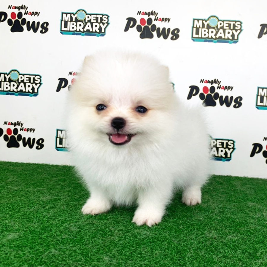 Pomeranian Puppy (Male) For Sale