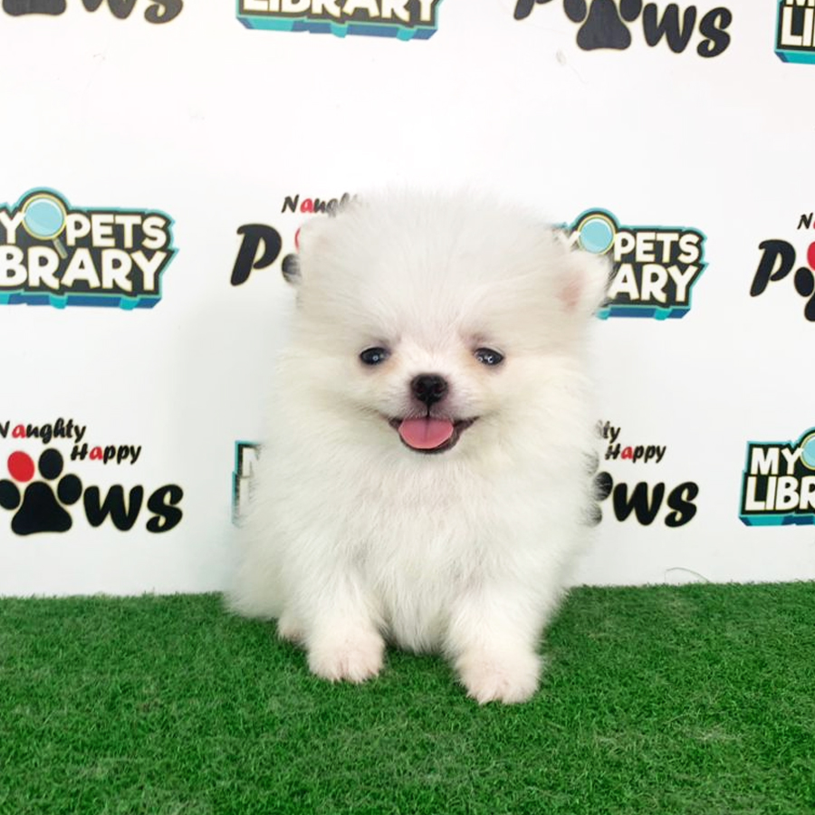 Pomeranian Puppy (Male) For Sale