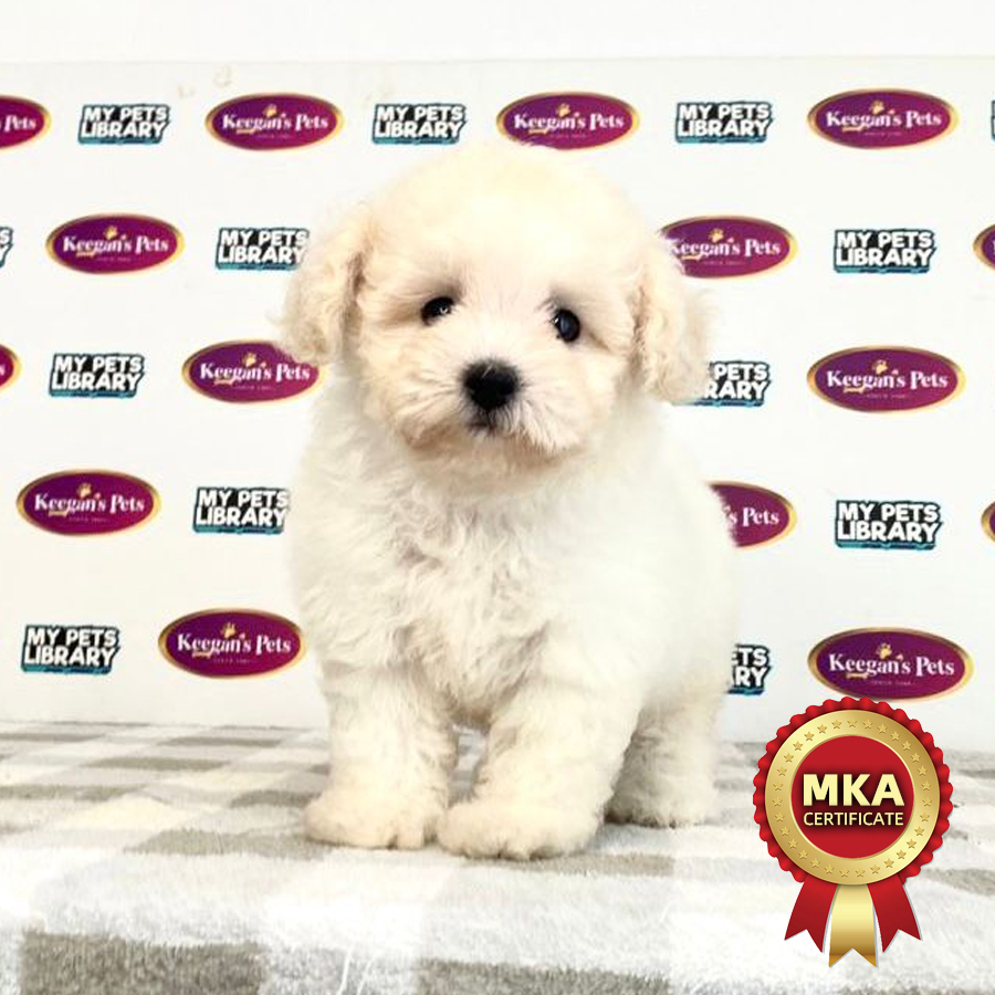 MKA Toy Poodle Puppy (Female) For Sale