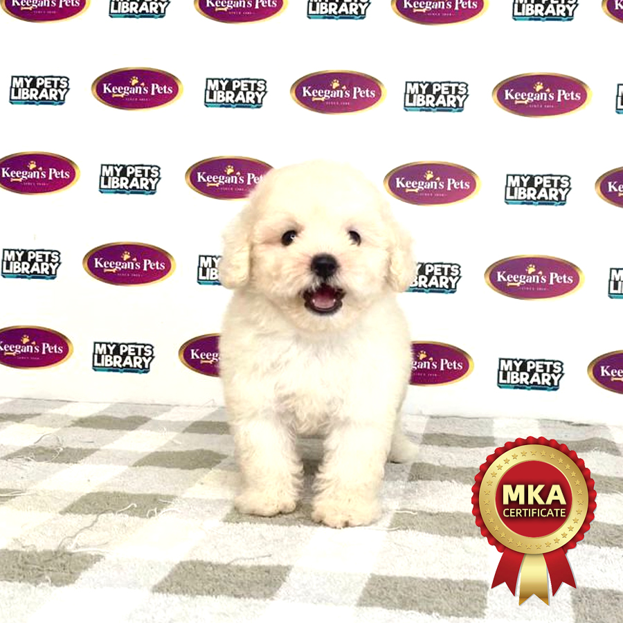 MKA Toy Poodle Puppy (Male) For Sale