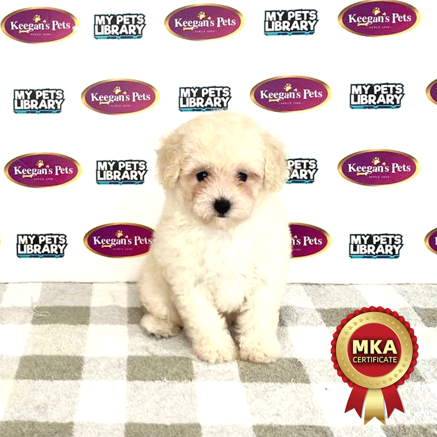 MKA Toy Poodle Puppy (Female) For Sale