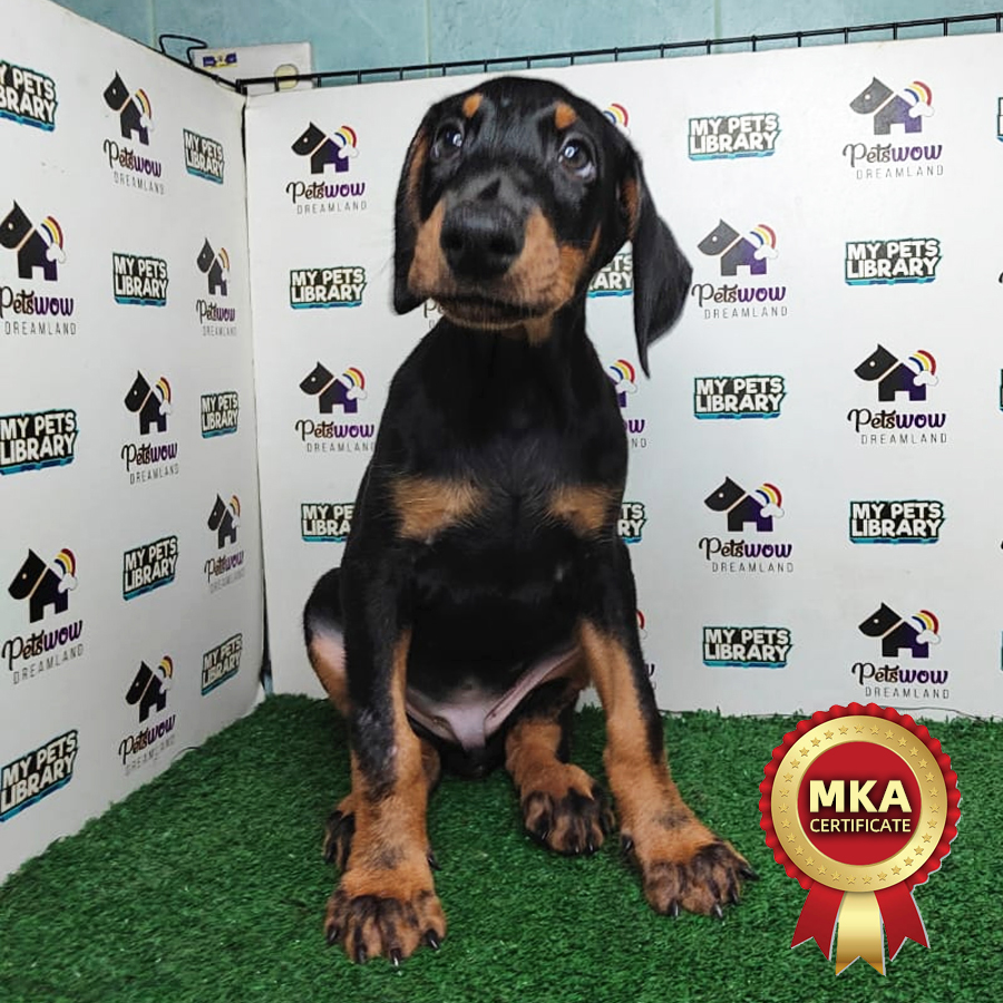 MKA Doberman Puppy (Male) For Sale