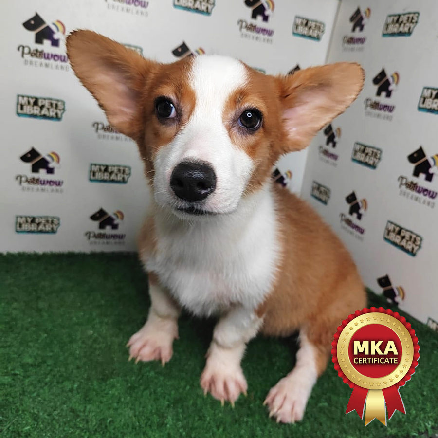MKA Welsh Corgi Puppy (Female) For Sale