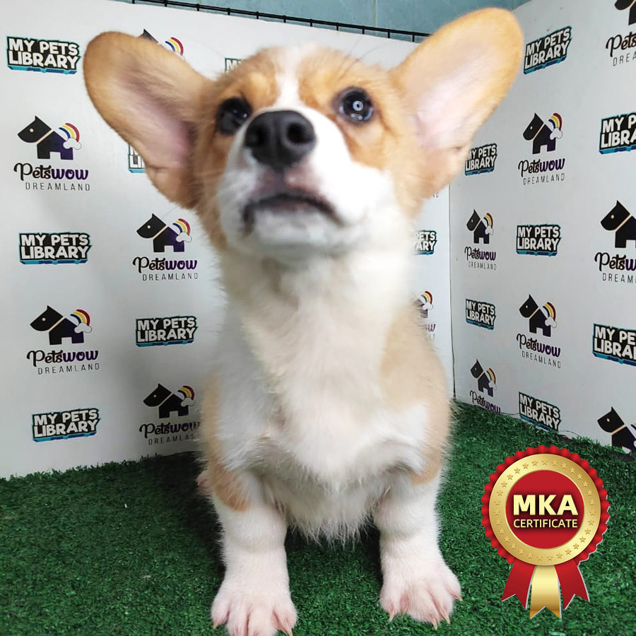 MKA Welsh Corgi Puppy (Male) For Sale