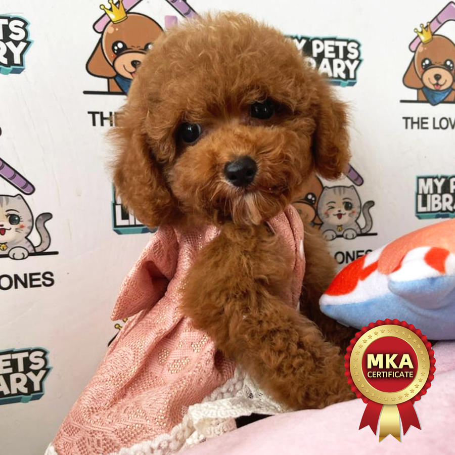 MKA Toy Poodle Puppy (Female) For Sale