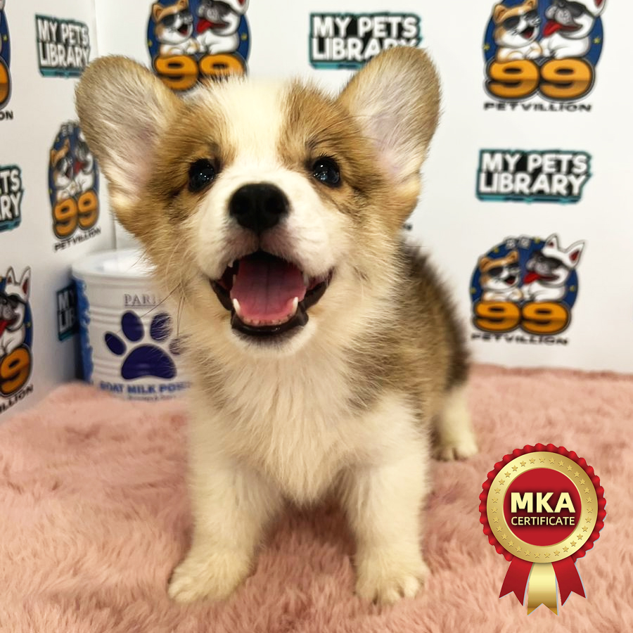 MKA Welsh Corgi Puppy (Male) For Sale