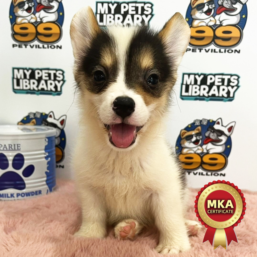 MKA Welsh Corgi Puppy (Female) For Sale