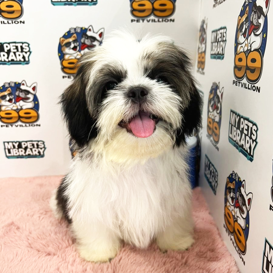 Shih Tzu Puppy (Male) For Sale