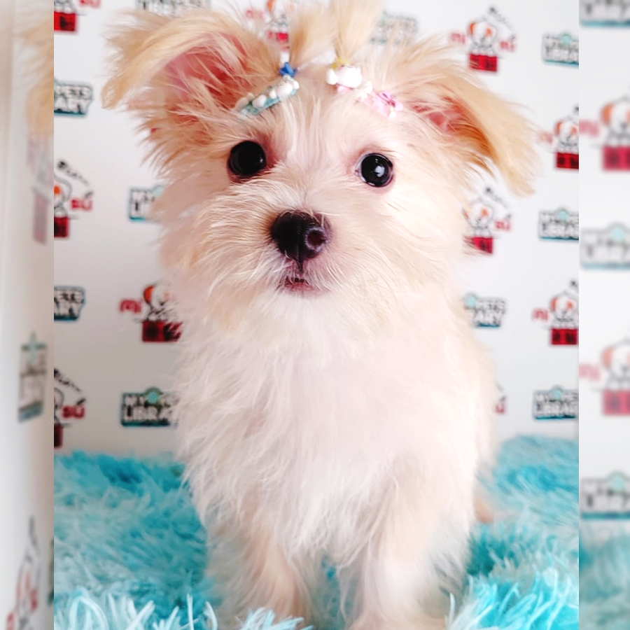 Silky Terrier mix Maltese Puppy (Male) For Sale