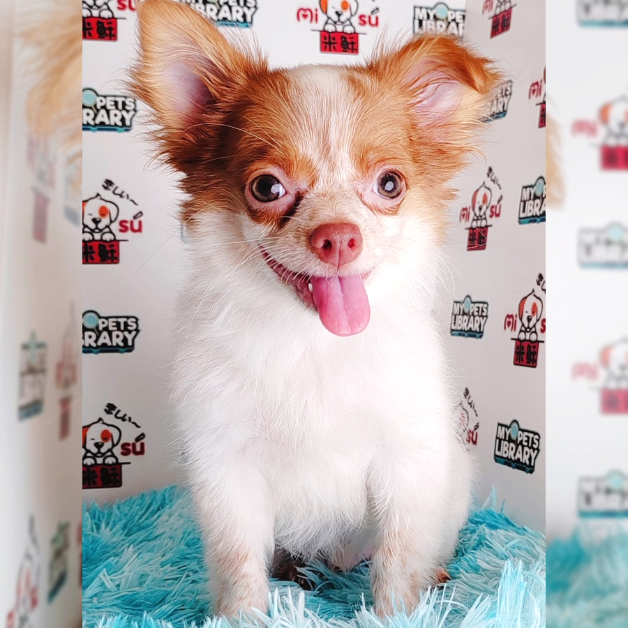 Longcoat Chihuahua Puppy (Male) For Sale