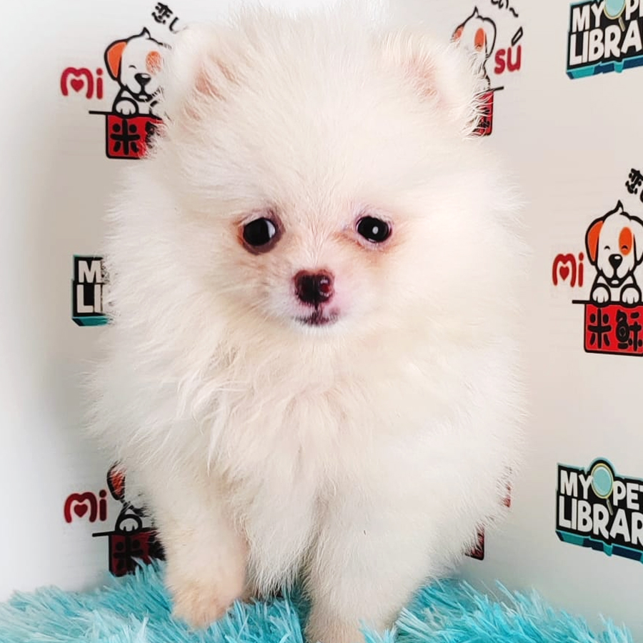 Pomeranian Puppy (Female) For Sale