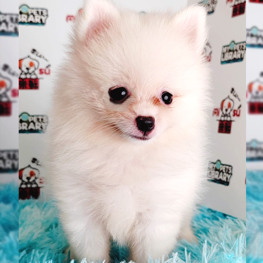 Pomeranian Puppy (Female) For Sale