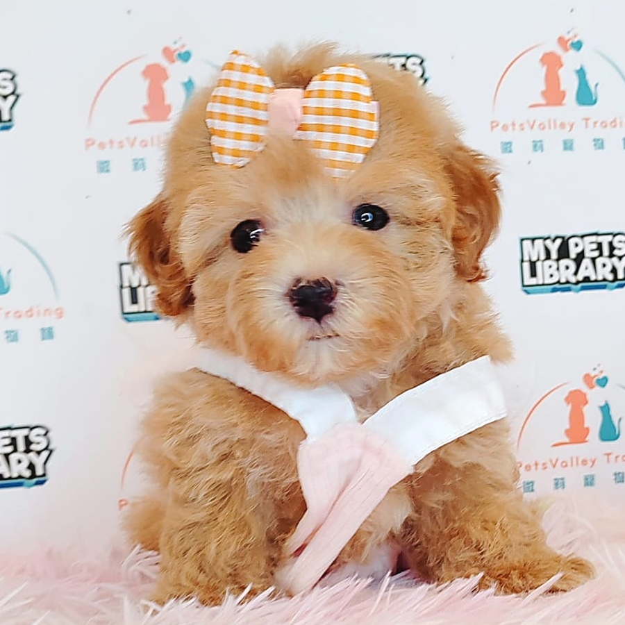 Maltipoo Puppy (Female) For Sale