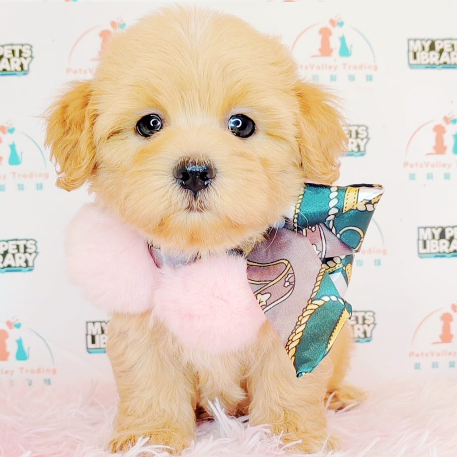 Maltipoo Puppy (Female) For Sale