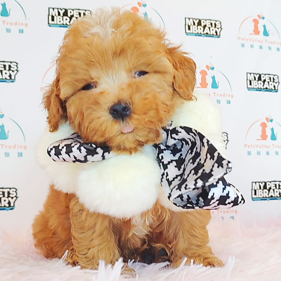 Maltipoo Puppy (Male) For Sale