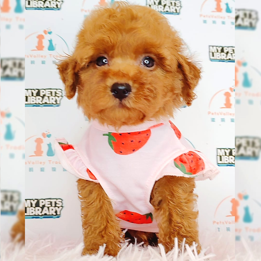 Toy Poodle Puppy (Female) For Sale