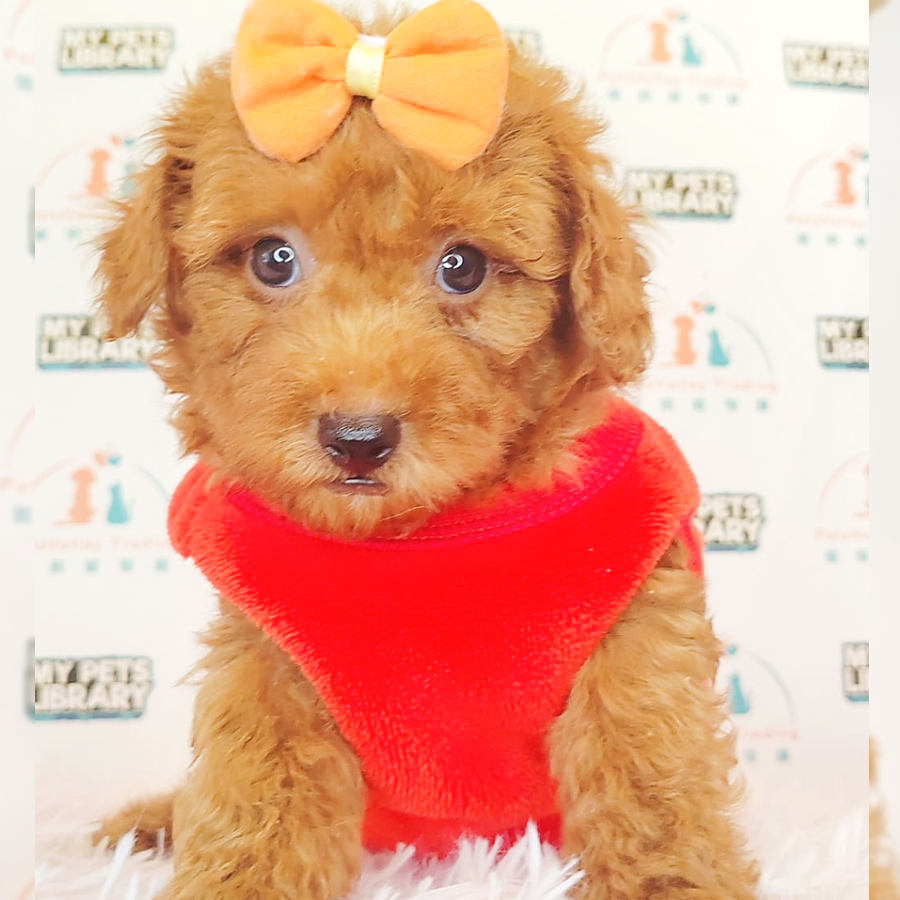 Toy Poodle Puppy (Female) For Sale