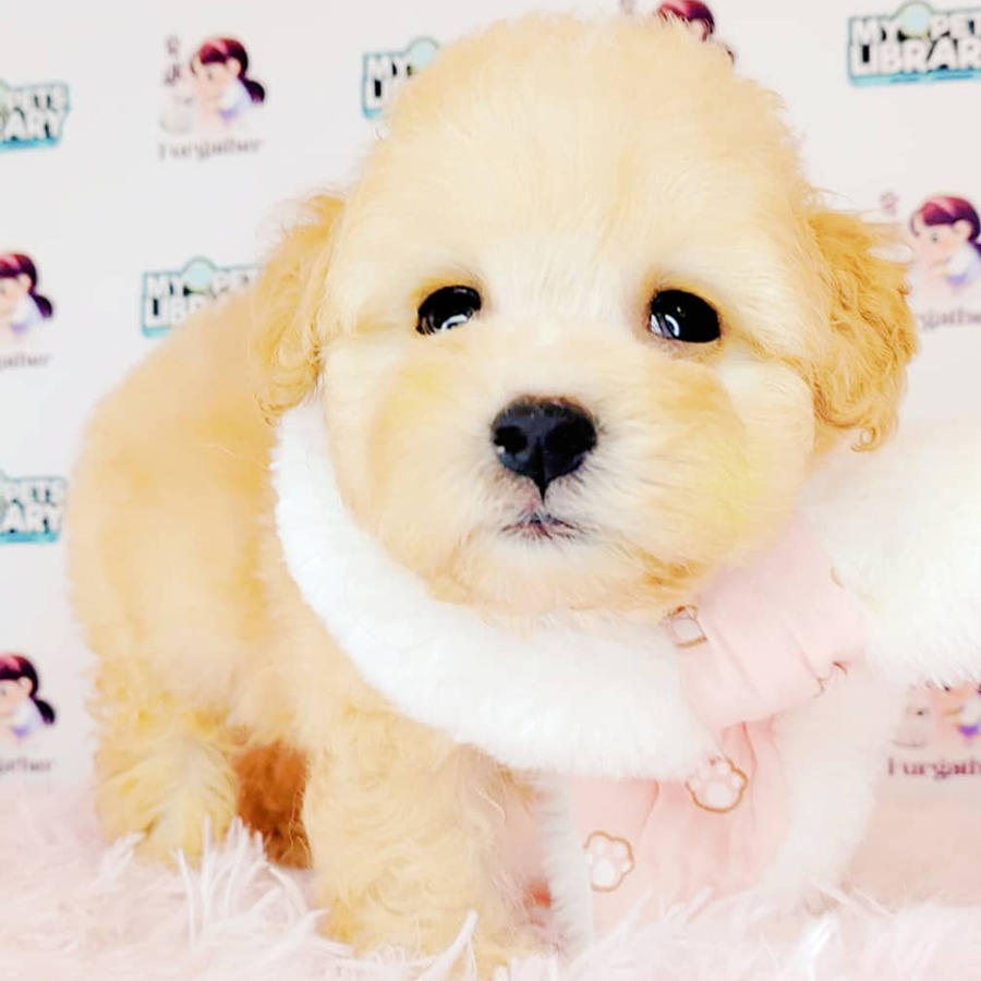 Maltipoo Puppy (Female) For Sale