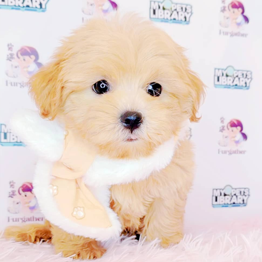 Maltipoo Puppy (Male) For Sale