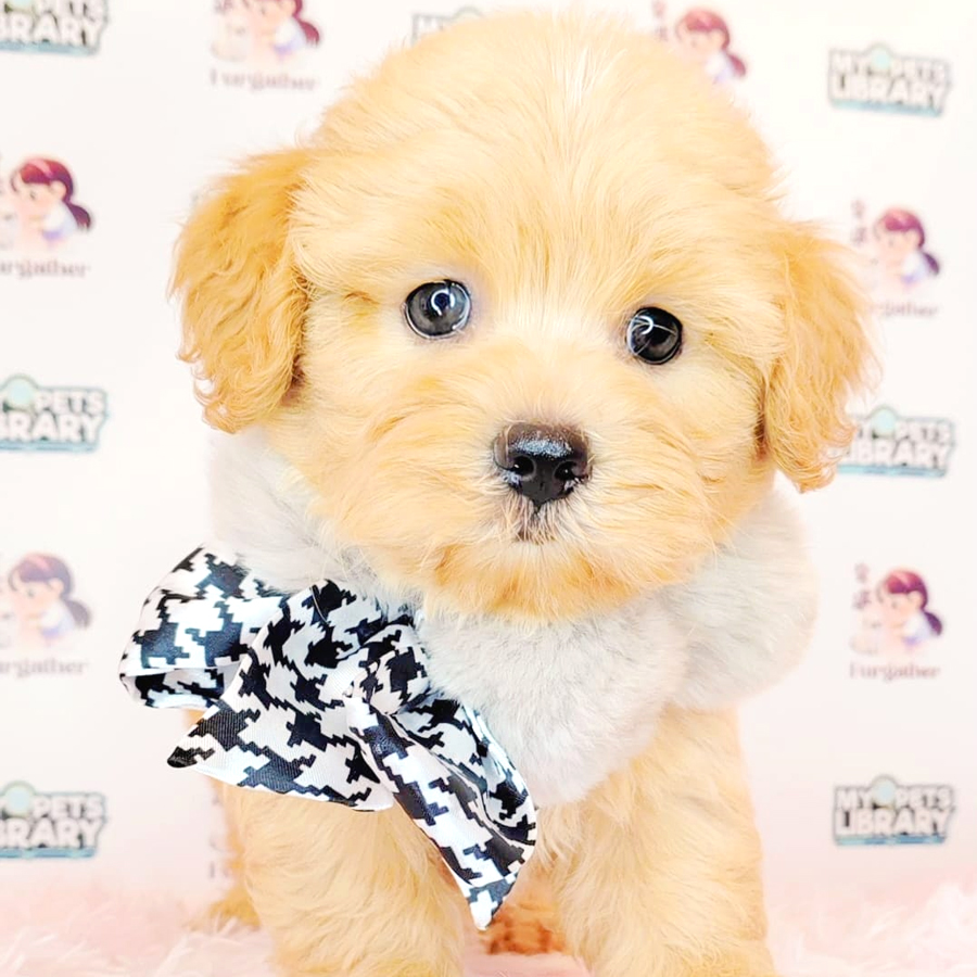 Maltipoo Puppy (Male) For Sale
