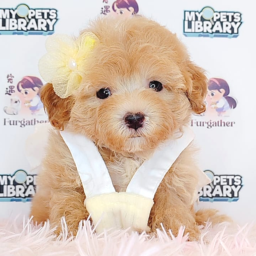 Maltipoo Puppy (Male) For Sale