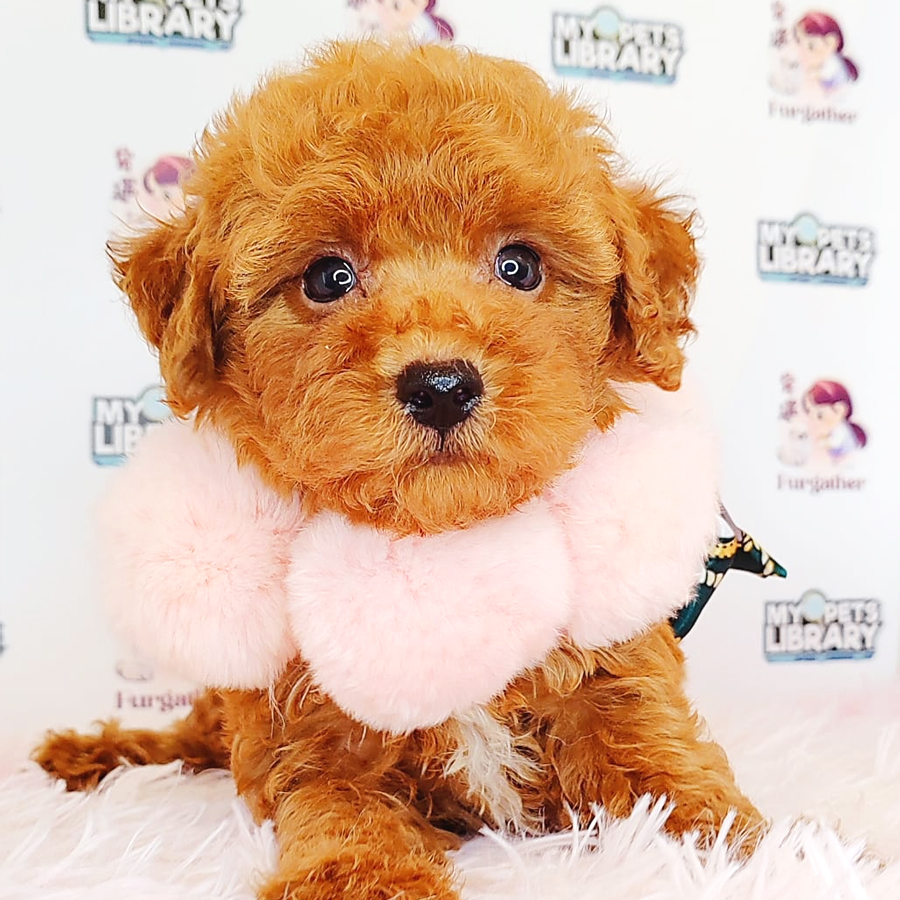 Toy Poodle Puppy (Male) For Sale