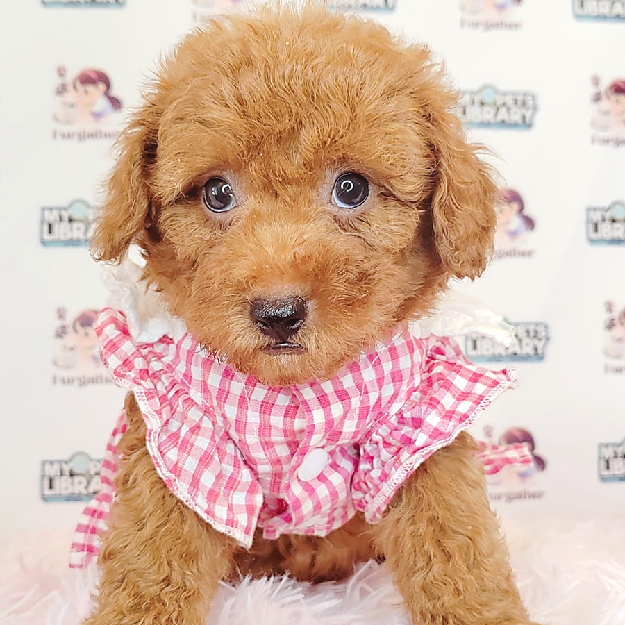 Toy Poodle Puppy (Male) For Sale