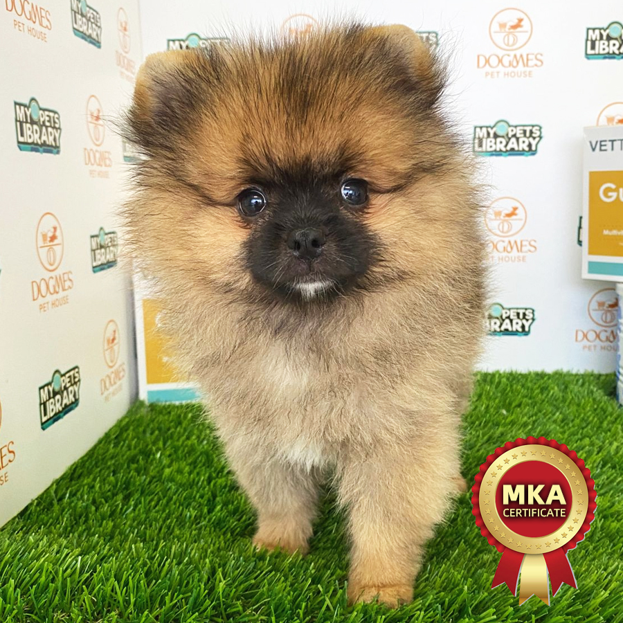 MKA Tiny Pomeranian Puppy (Male) For Sale