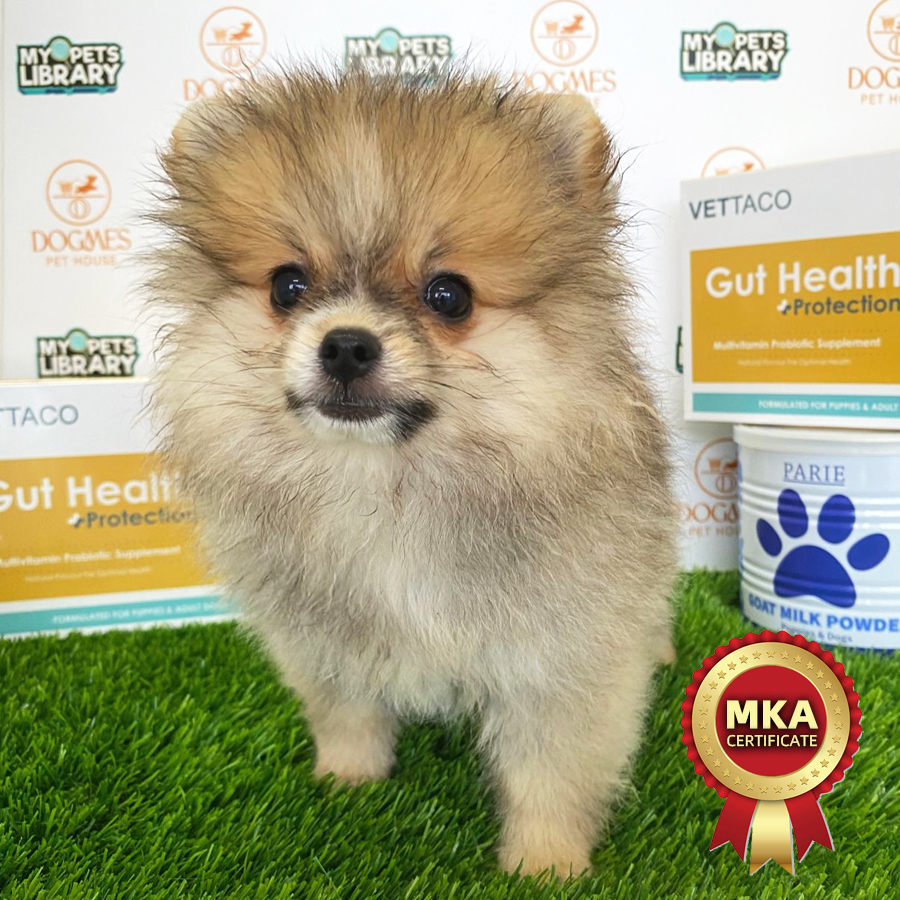 MKA Tiny Pomeranian Puppy (Female) For Sale