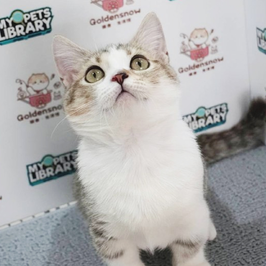 Munchkin Kitten (Female) For Sale