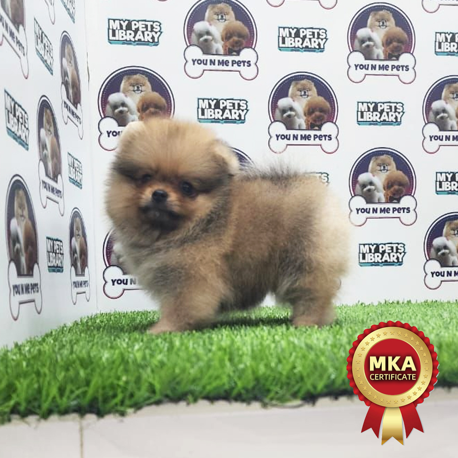 MKA Tiny Pomeranian Puppy (Male) For Sale