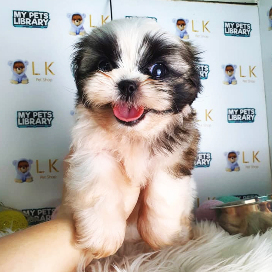 Shih Tzu Puppy (Male) For Sale