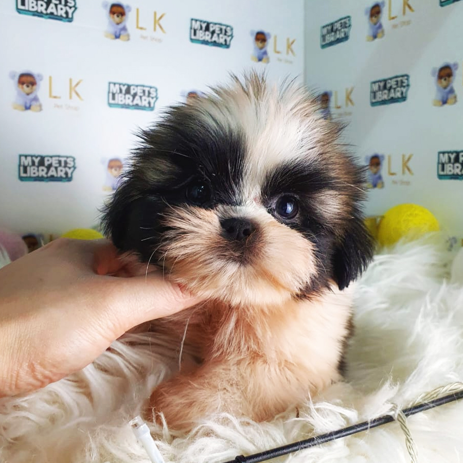 Shih Tzu Puppy (Male) For Sale