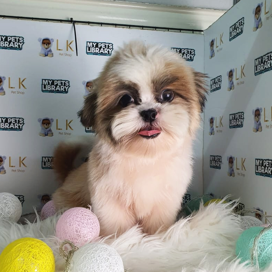 Shih Tzu Puppy (Male) For Sale