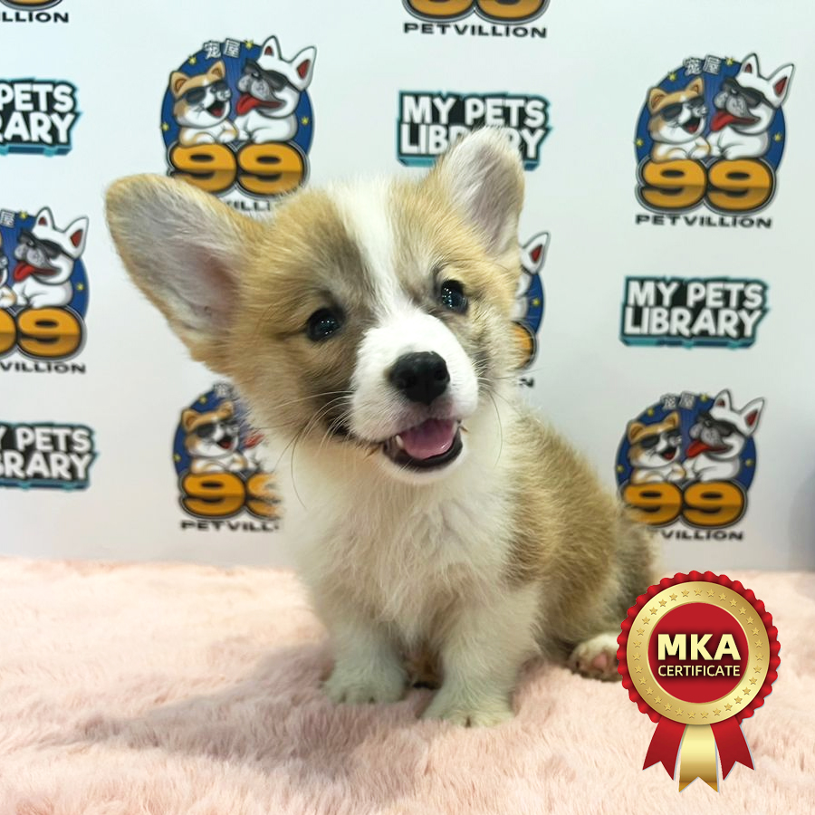 MKA Welsh Crogi Puppy (Male) For Sale