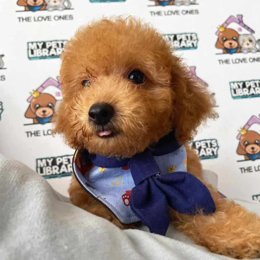 Tiny Poodle Puppy (Male) For Sale
